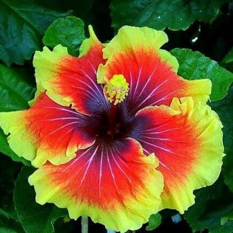 American Hibiscus Plant For Gardening - Naturemart.online