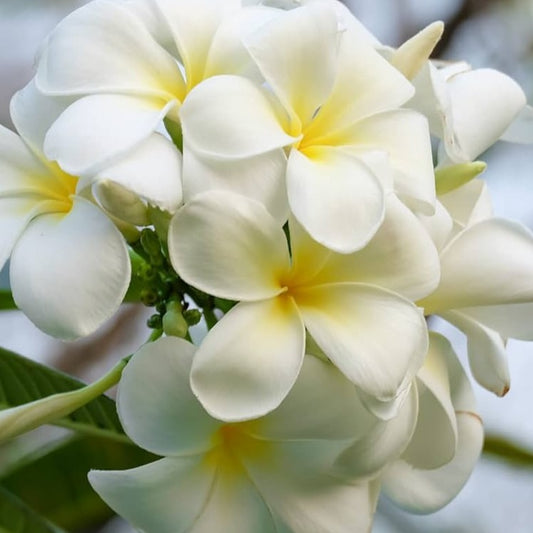 Plumeria Flowers Plant(White)For Gardening - Naturemart.online