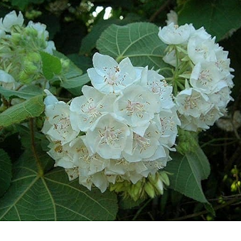 Dombeya- Flowers Plant (White Colour) - Naturemart.online