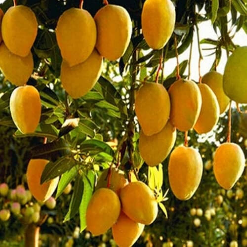 Mango Tree (Alphonso, Grafted) - Plant - Naturemart.online