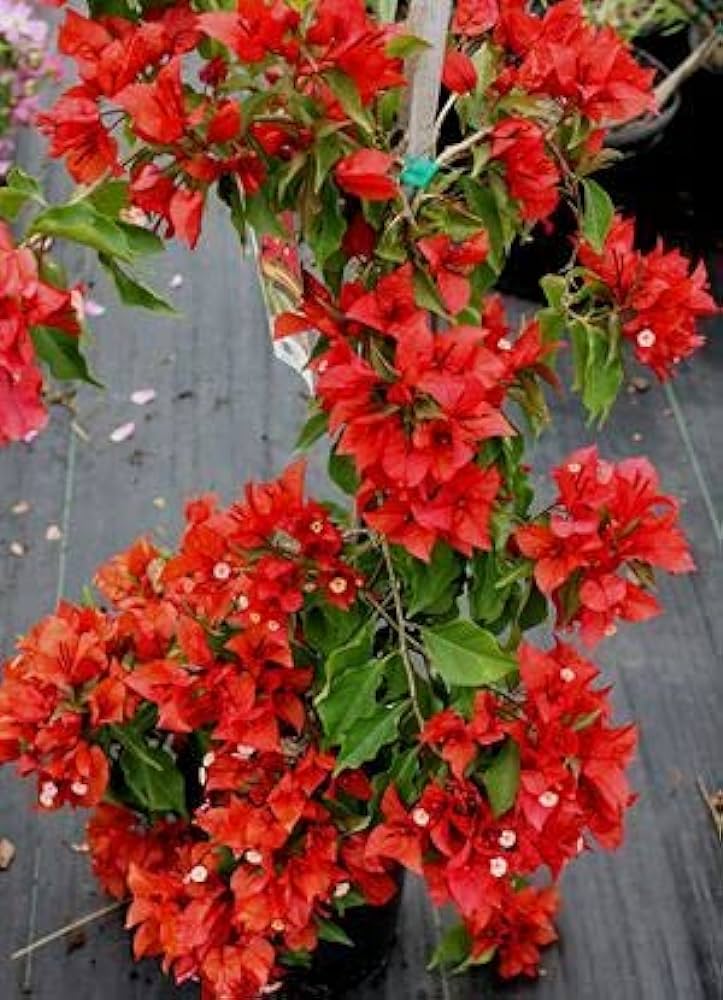 Bougainvillea(Red Colour)flower plant - Naturemart.online