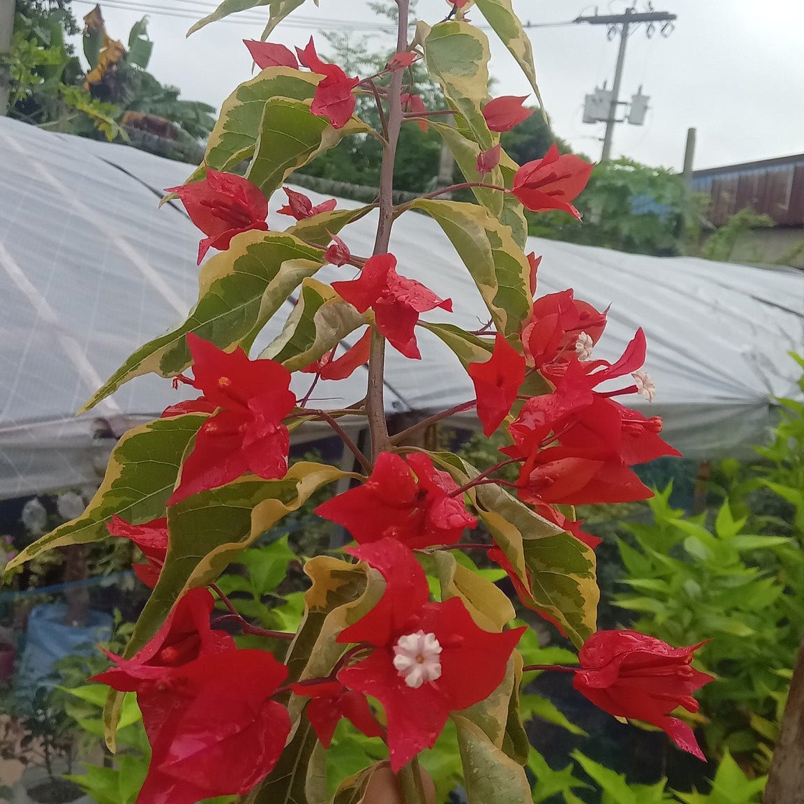 Flame Red Verigated Bougainvillea flower plant