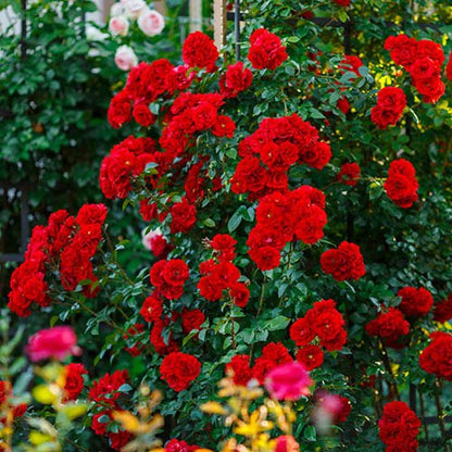 Climbing Rose Plant Red Scented - Naturemart.online