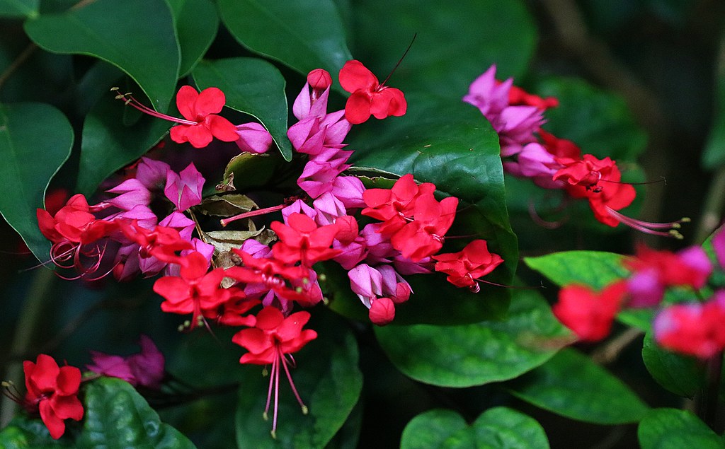 Bleeding Heart Vine Flower plant (Red) - Naturemart.online