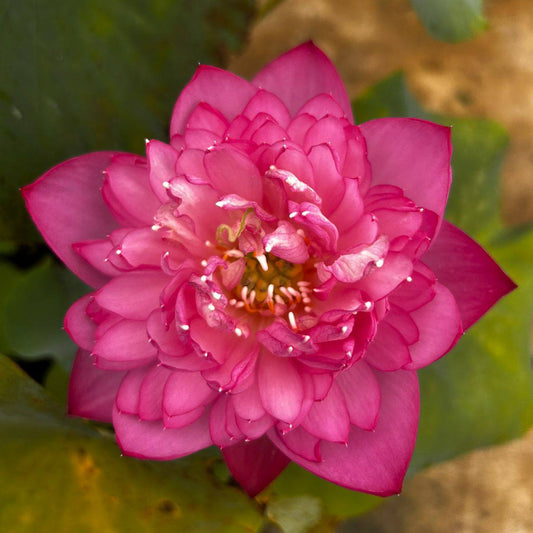 New Amery Peony lotus Tuber
