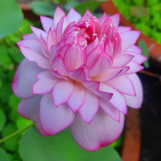 Beautiful New star lotus tuber
