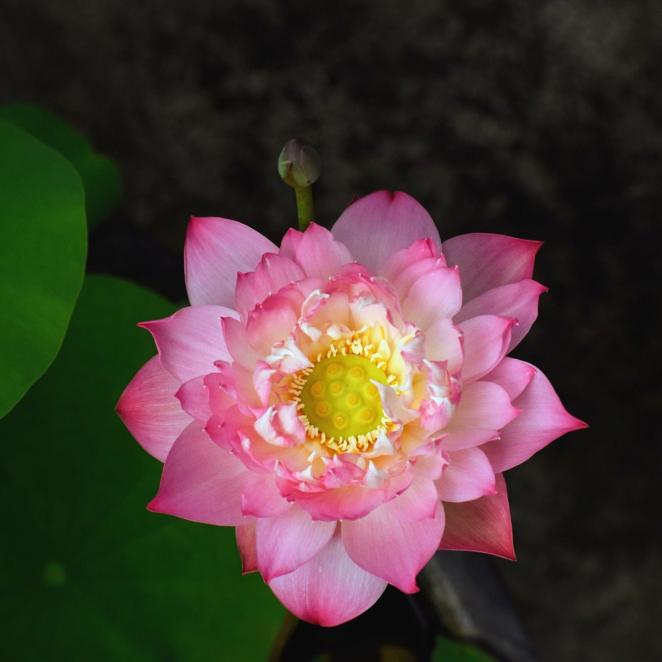 Rare Eos Lotus – Micro Variety Tuber (Pack of 1)