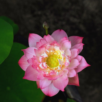 Rare Eos Lotus – Micro Variety Tuber (Pack of 1)
