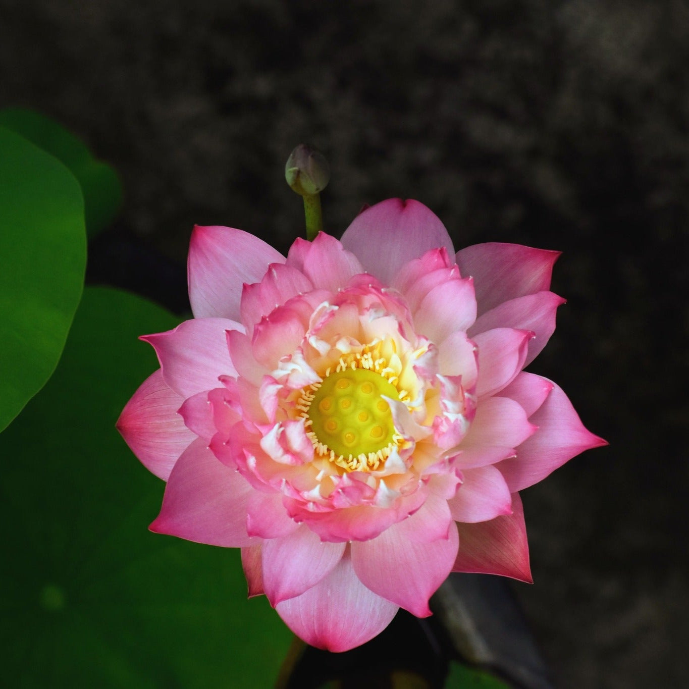 Rare Eos Lotus – Micro Variety Tuber (Pack of 1)