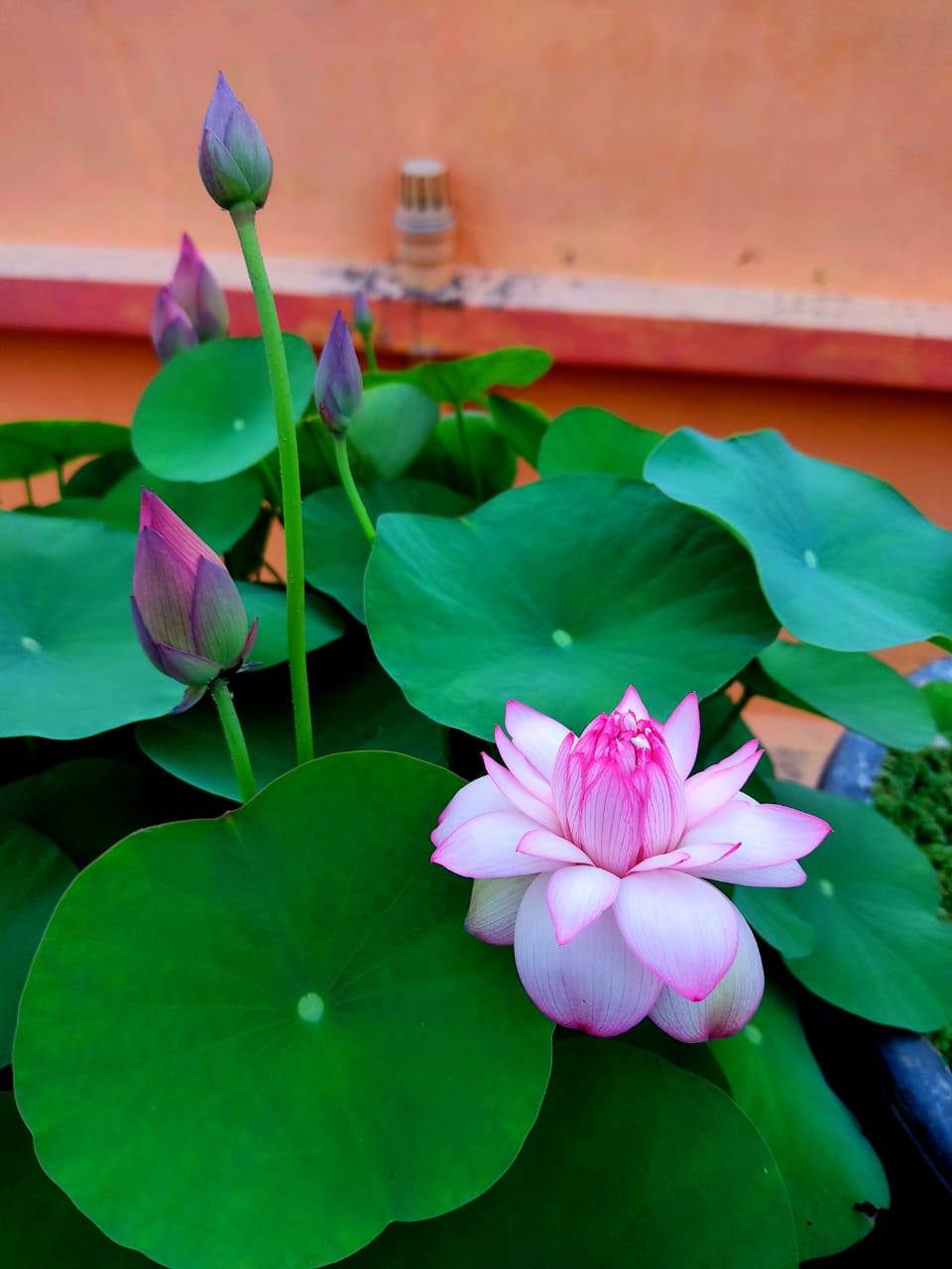 Beautiful New star lotus tuber