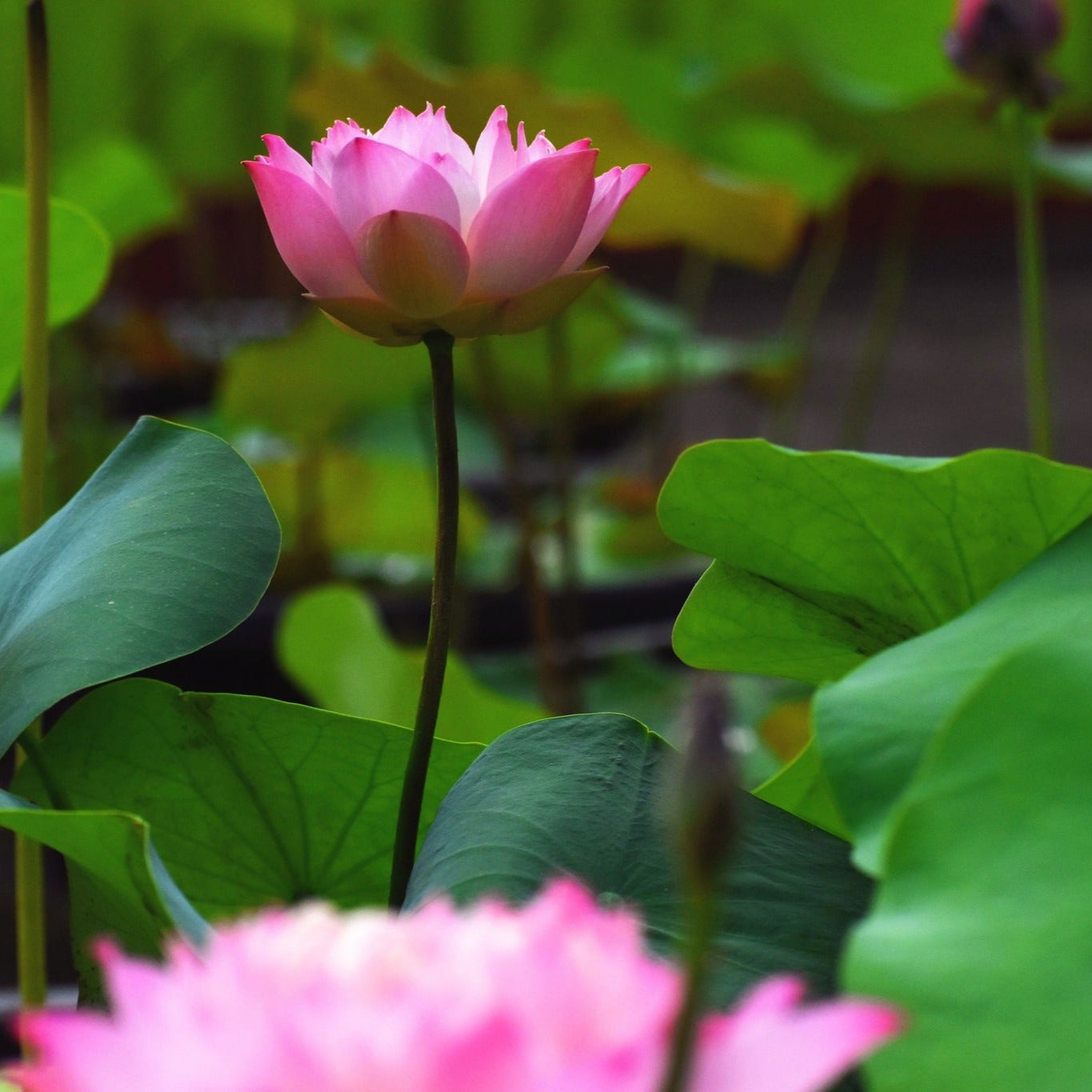 Rare Eos Lotus – Micro Variety Tuber (Pack of 1)