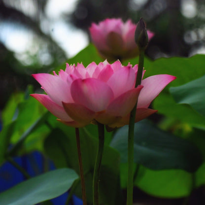 Rare Eos Lotus – Micro Variety Tuber (Pack of 1)