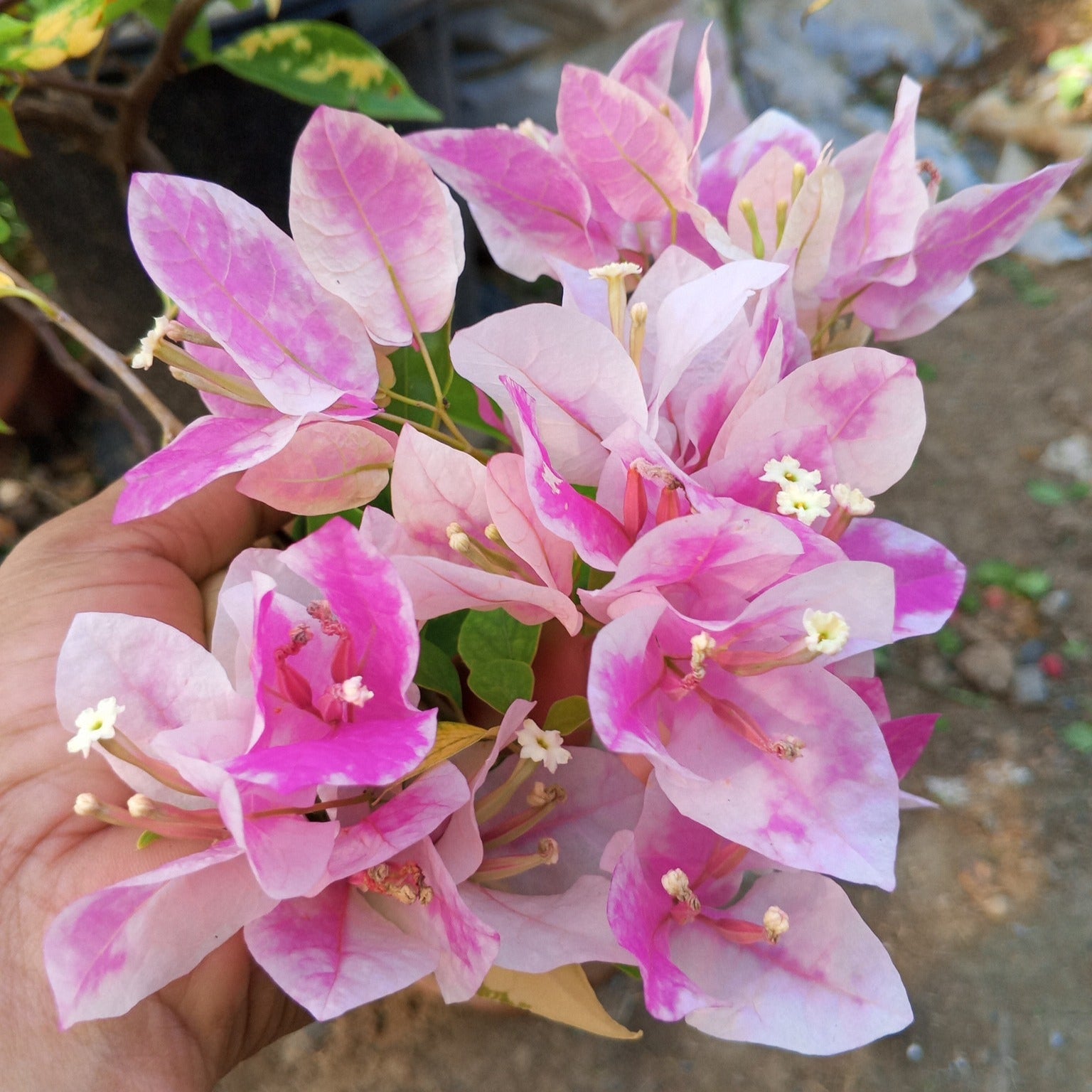 Bougainvillea Flowers PLANT( ID- ICE CREAM)