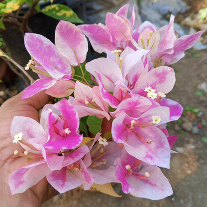 Bougainvillea Flowers PLANT( ID- ICE CREAM)