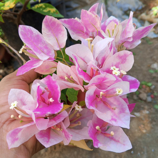Bougainvillea Flowers PLANT( ID- ICE CREAM)