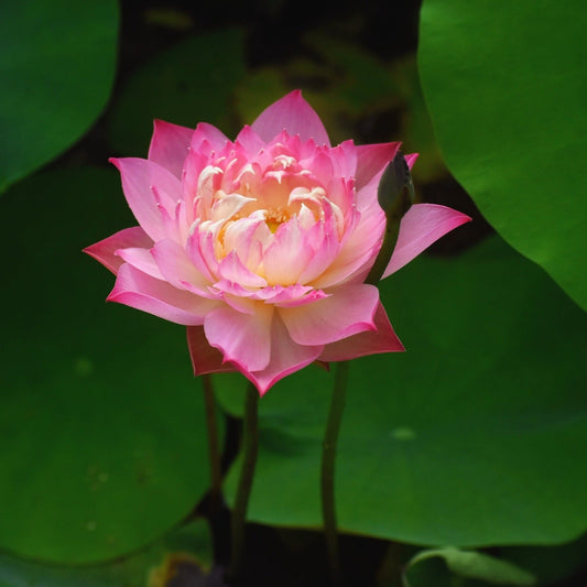 Rare Eos Lotus – Micro Variety Tuber (Pack of 1)