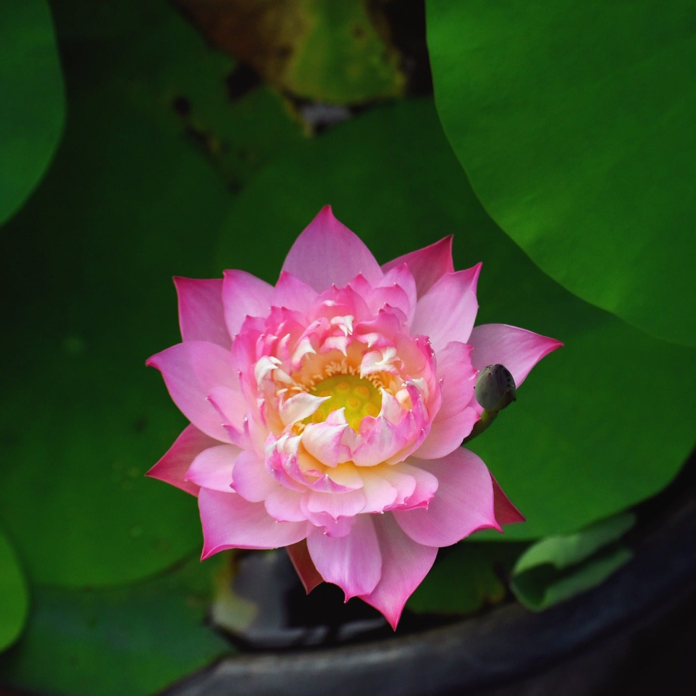 Rare Eos Lotus – Micro Variety Tuber (Pack of 1)