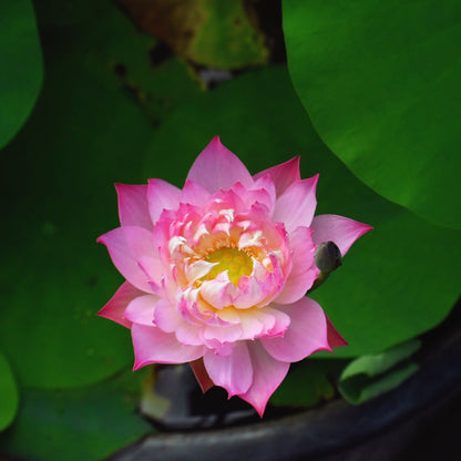 Rare Eos Lotus – Micro Variety Tuber (Pack of 1)