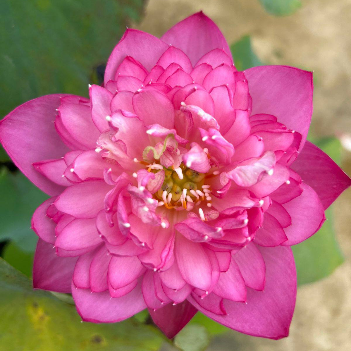 New Amery Peony lotus Tuber