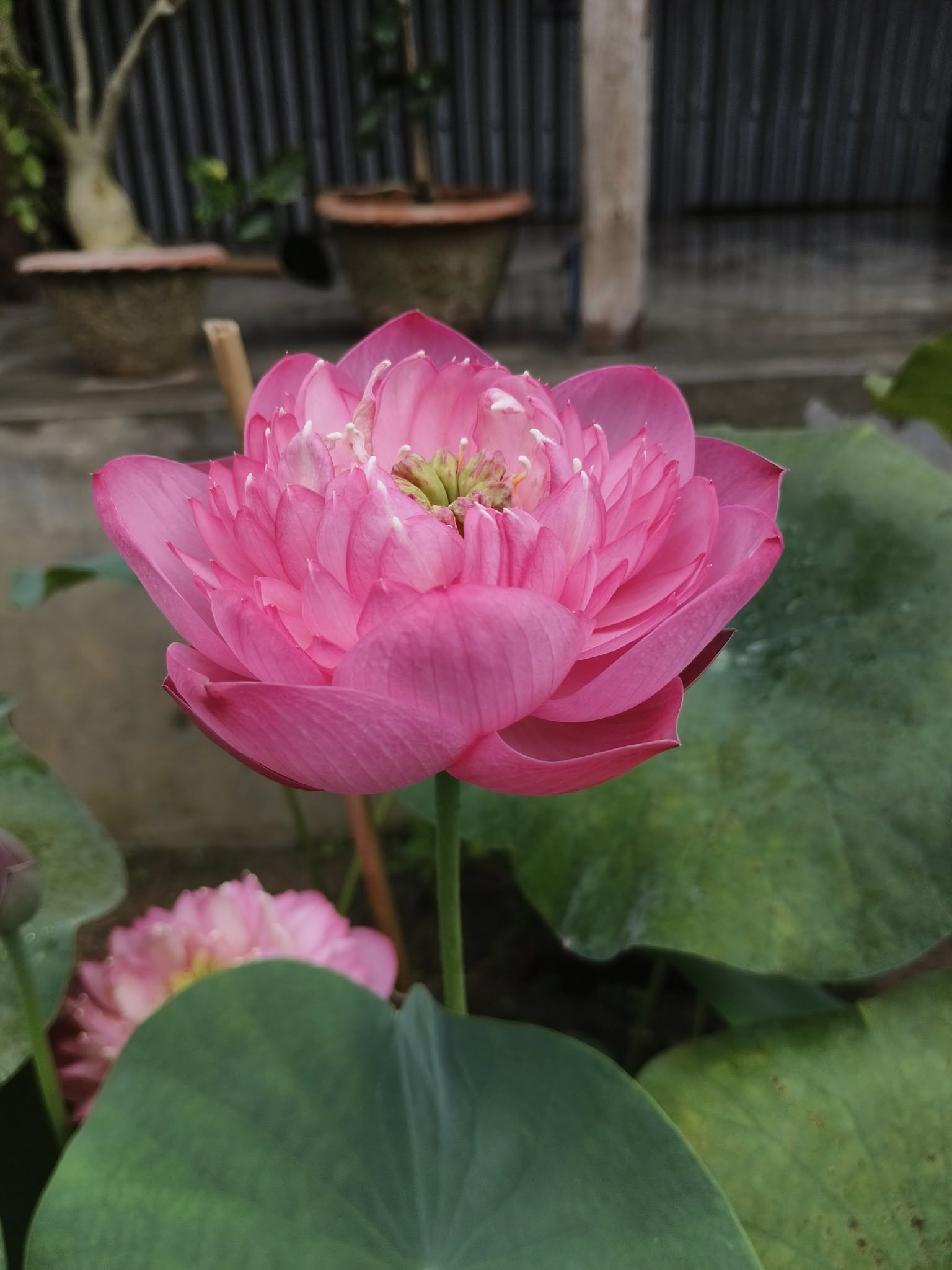 New Amery Peony lotus Tuber