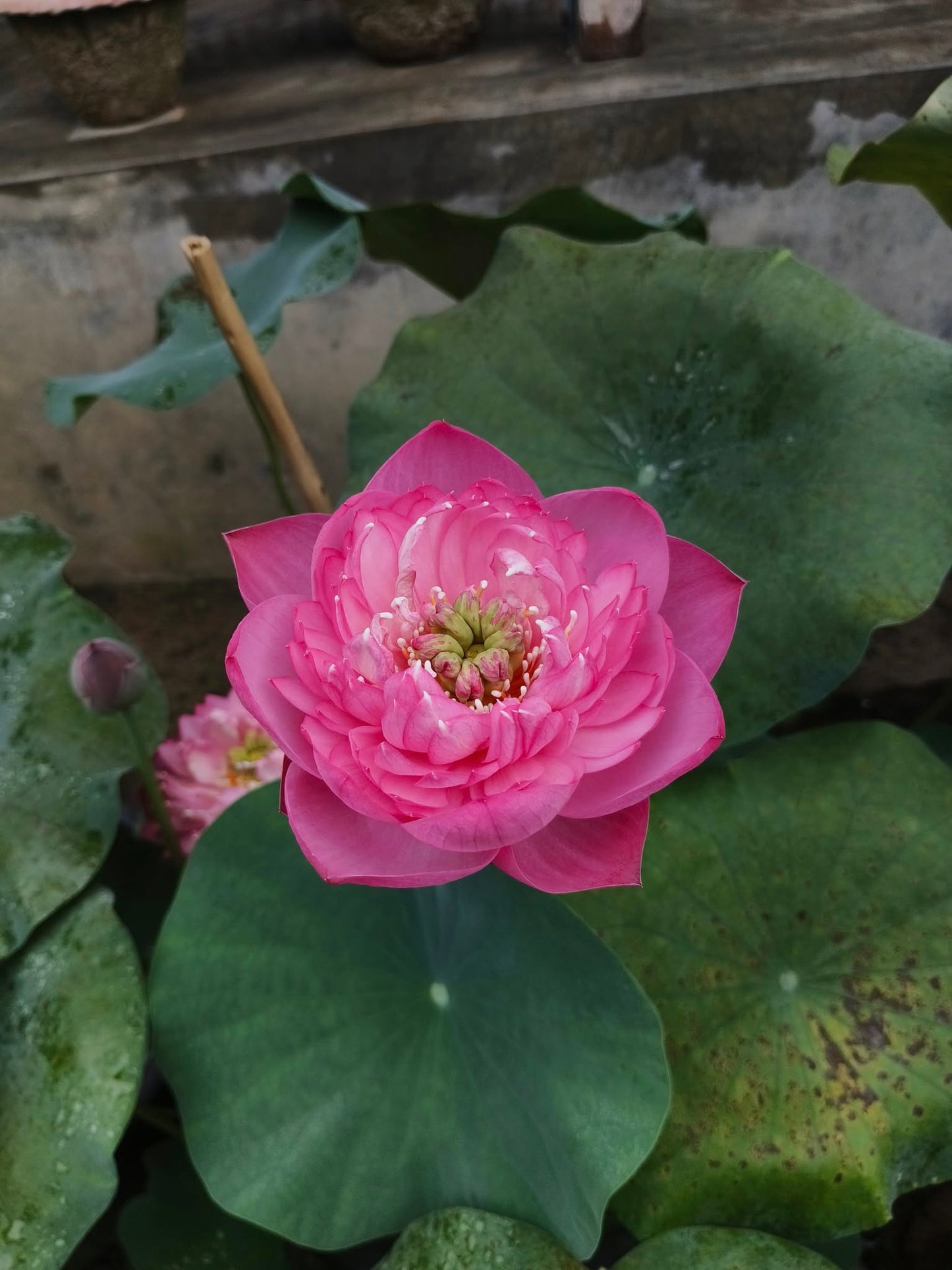 New Amery Peony lotus Tuber