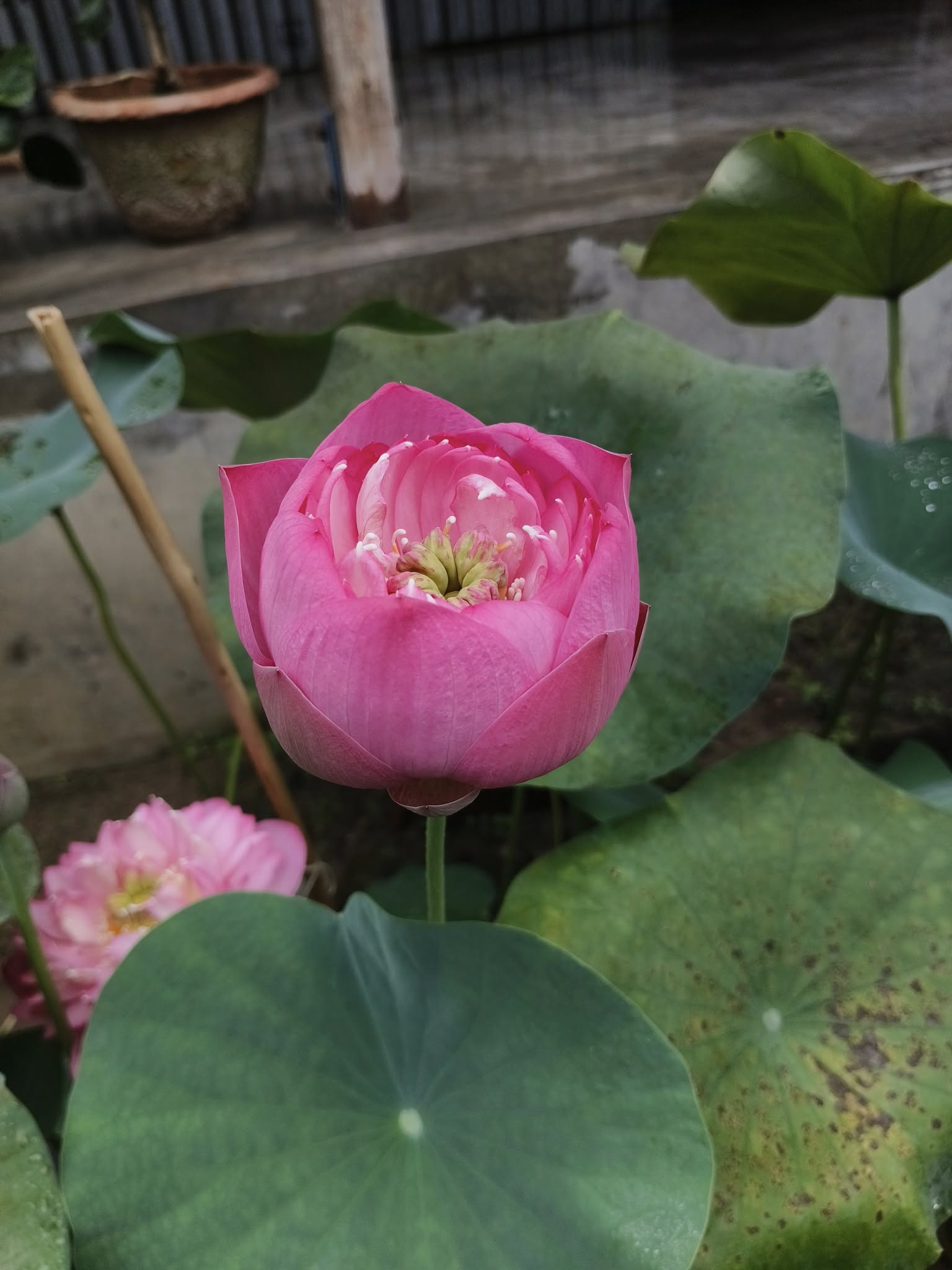 New Amery Peony lotus Tuber