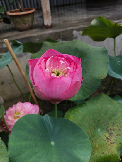 New Amery Peony lotus Tuber