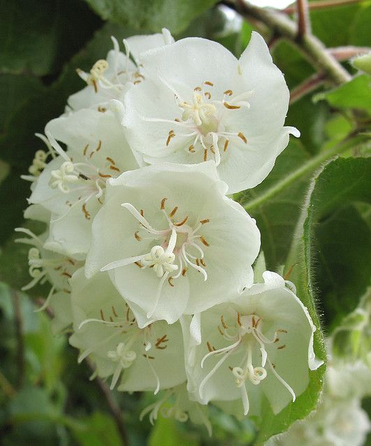 Dombeya- Flowers Plant (White Colour) - Naturemart.online