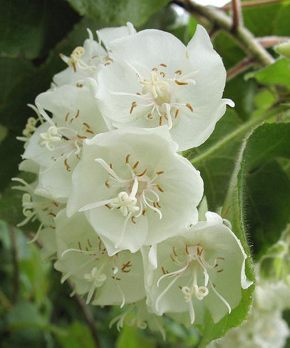 Dombeya- Flowers Plant (White Colour) - Naturemart.online