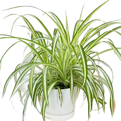 Spider Plant