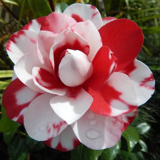 CAMELLIA FLOWERS PLANTS