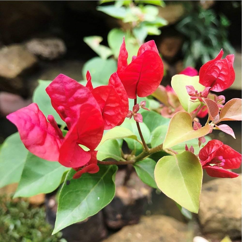 Bougainvillea(Red Colour)flower plant - Naturemart.online