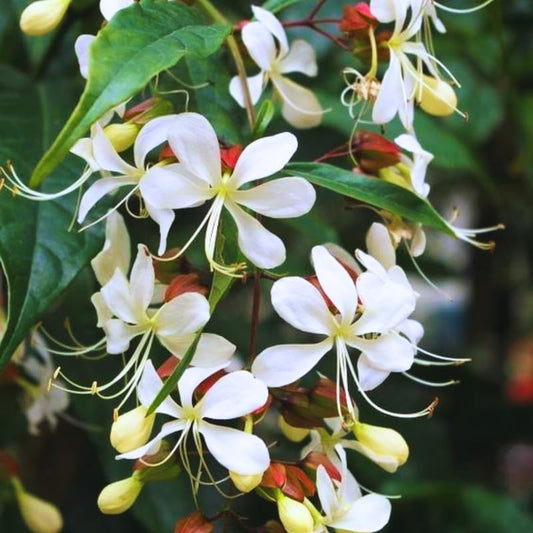 Chains of glory plant | Light bulbs plant | Clerodendrum smithianum starter plant