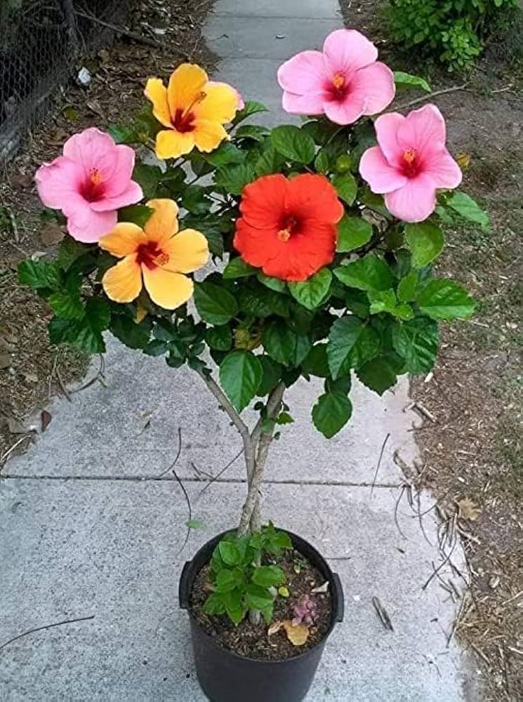 Multi-Grafted Hibiscus Plant(4-6) Colour - Naturemart.online