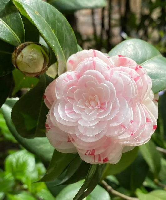 CAMELLIA FLOWERS PLANTS