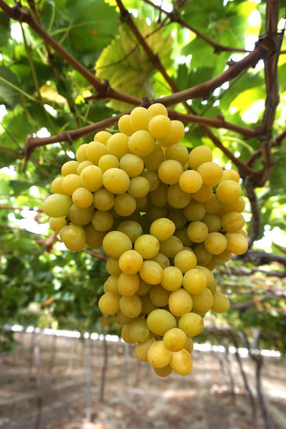 Cotton Candy grape vines fruit plant