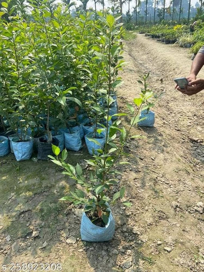 Hybrid Alubukhra- Grafting Fruit Plant - Naturemart.online