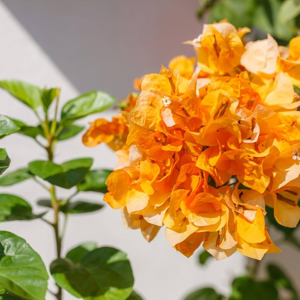 Thimma Yellow Bougainvillea Top Rare (grafted)