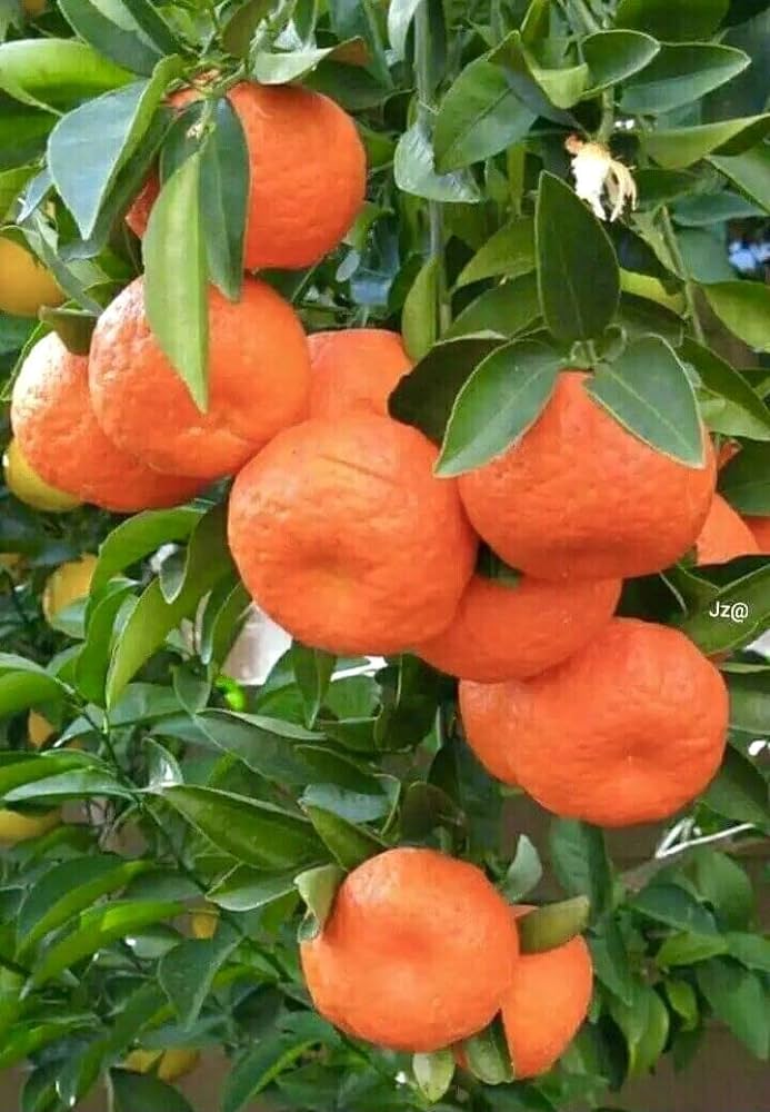 Nagpur Orange Fruit  Plant-Grafted - Naturemart.online