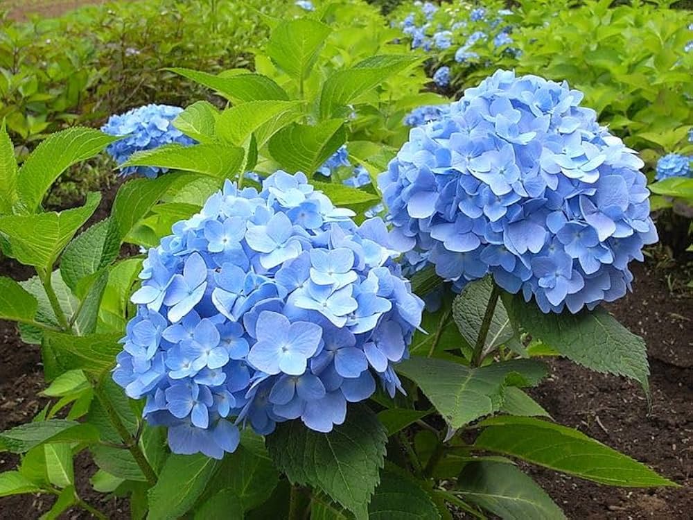 Hydrangea Flower plant