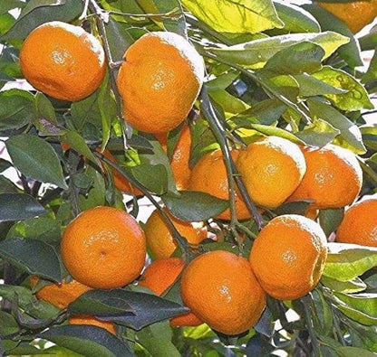 Mandarin Orange Fruit  Plant-Grafted - Naturemart.online