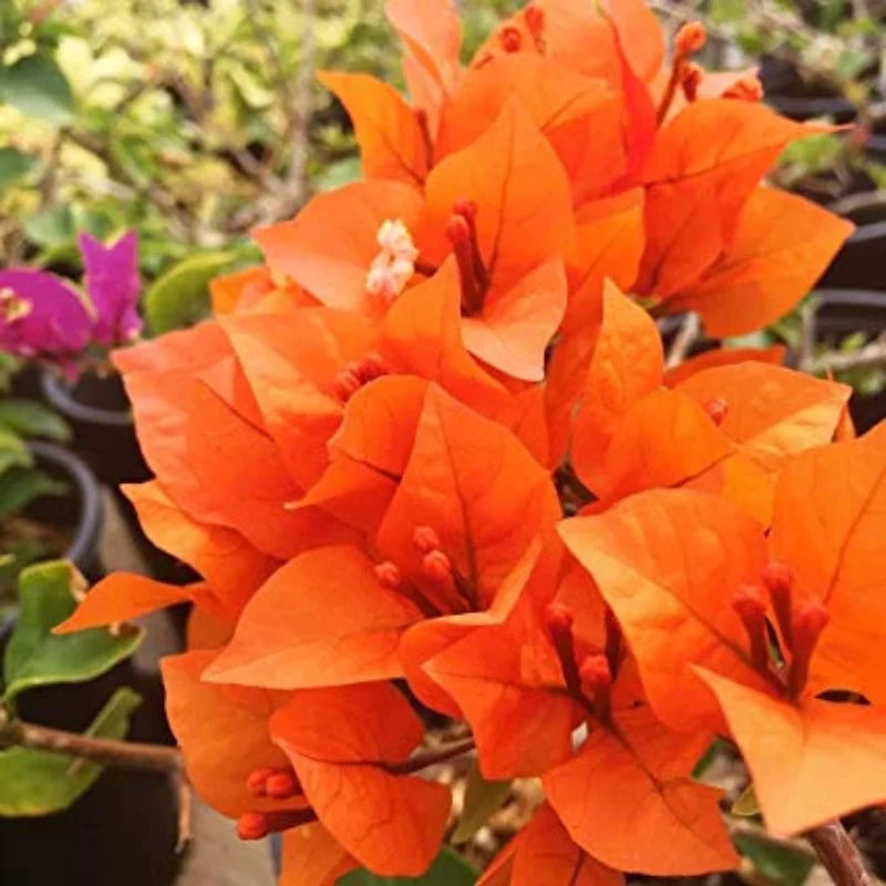 Bougainvillea Flower Plant Orange Plant - Naturemart.online