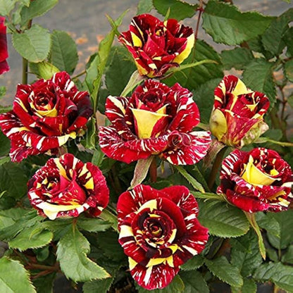 Abracadabra Rose Flower Plant - Naturemart.online