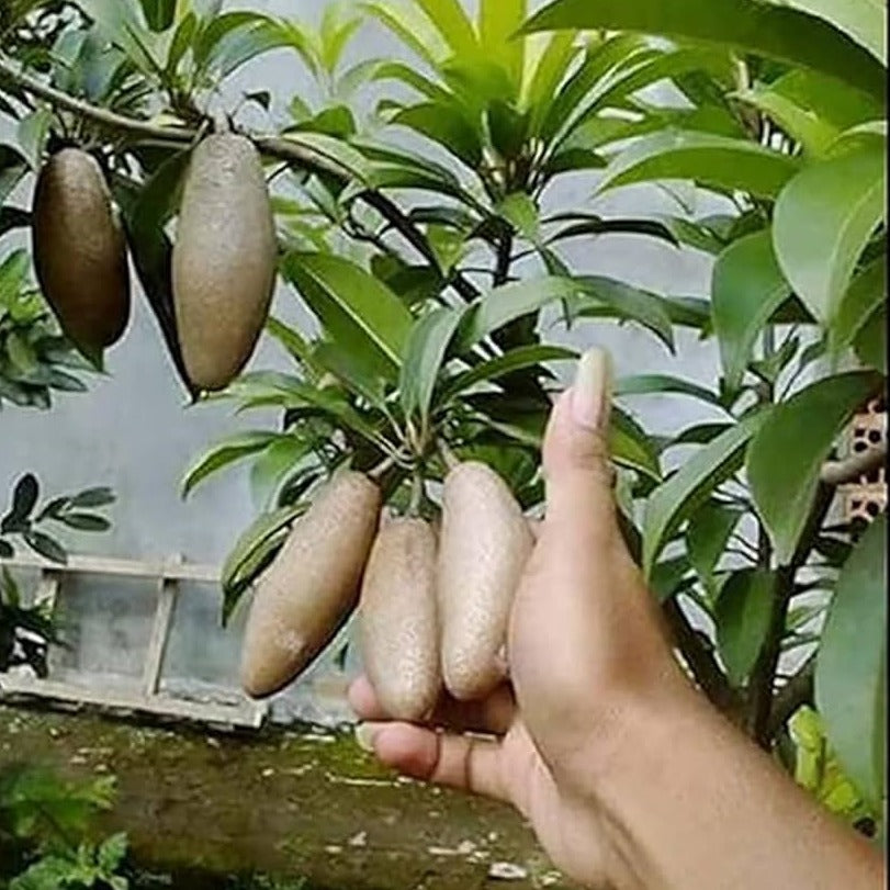 Banana Chiku Grafted Fruit Plant - Naturemart.online