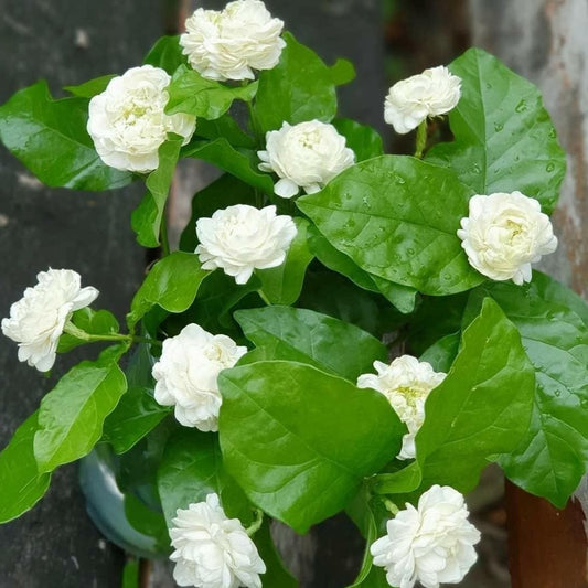 Jasmine Rose Flower -Fragrant Plants - Naturemart.online