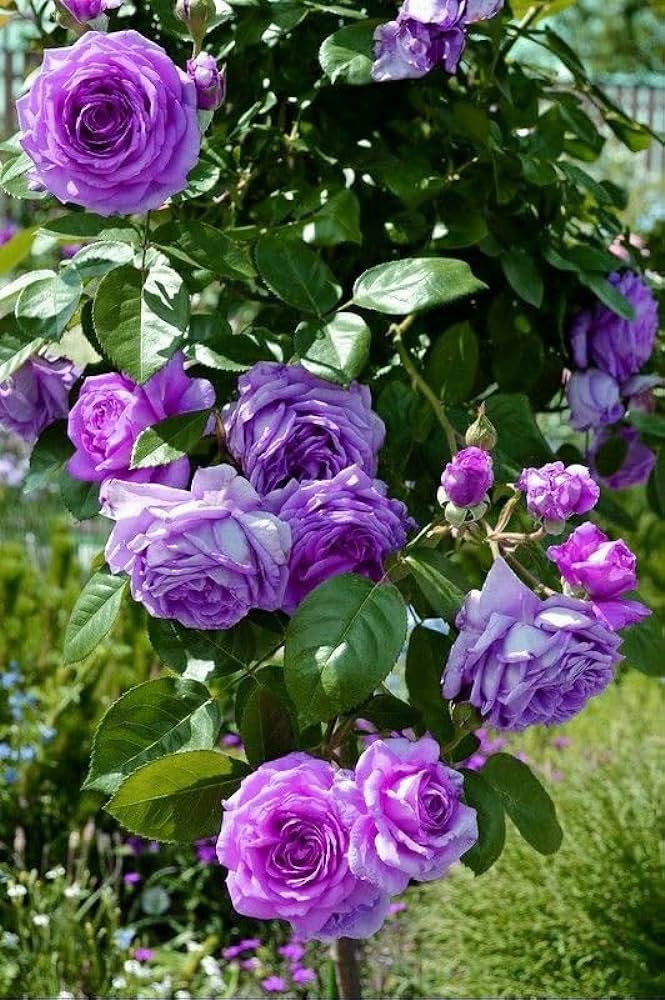 Climbing Rose Flower Plants(Purple) - Naturemart.online