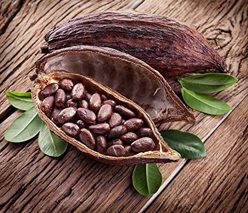 Cocoa Fruit Plant For Gardening - Naturemart.online