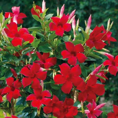 Mandevillea Flowers Plant Red Colour - Naturemart.online