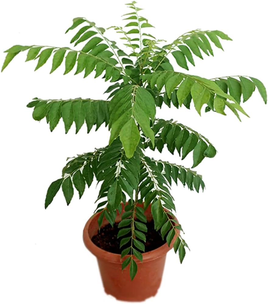 Kari Patta Live Plant For Gardening - Naturemart.online