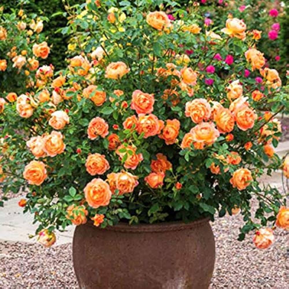 Climbing Rose Flower Plants (ORANGE) - Naturemart.online